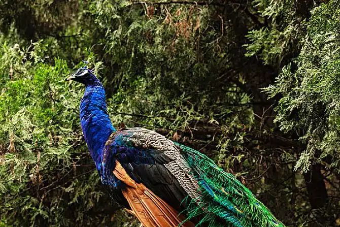 美丽的蓝孔雀但没有开屏