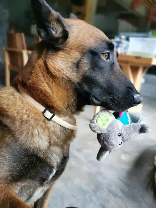 这只马犬的嘴被心疼一分钟