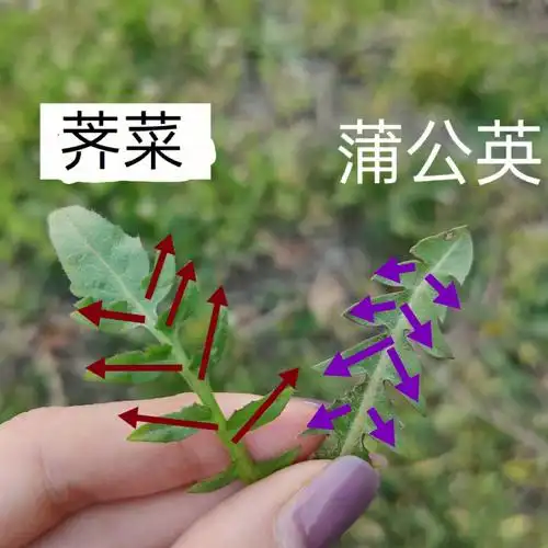 荠菜蒲公英最简单分辨方法