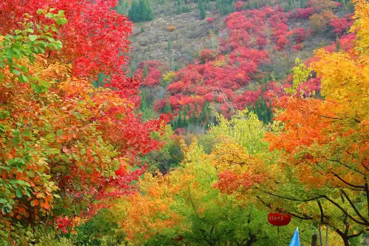 最美红叶谷!