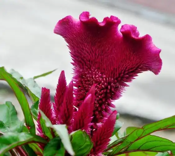 这些花夏天开得好夏天什么花开放