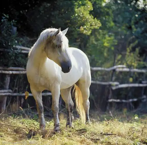 白色骏马草地图片图片-图行天下图库