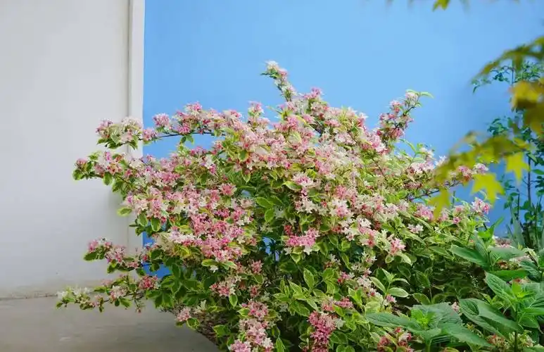 有种观赏植物,叫"花叶锦带",颜值高又耐寒,北方露养能过冬_种植_养护