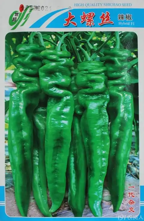 大螺丝椒龙椒辣椒种子