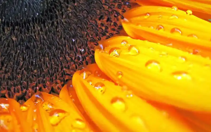 近距离向日葵特写,鲜花背景-回车桌面