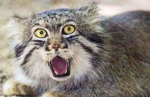 行走的表情包:动物园呆萌兔狲走红