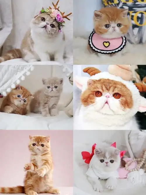 加菲猫品种花色大全最好看的猫咪都在这里