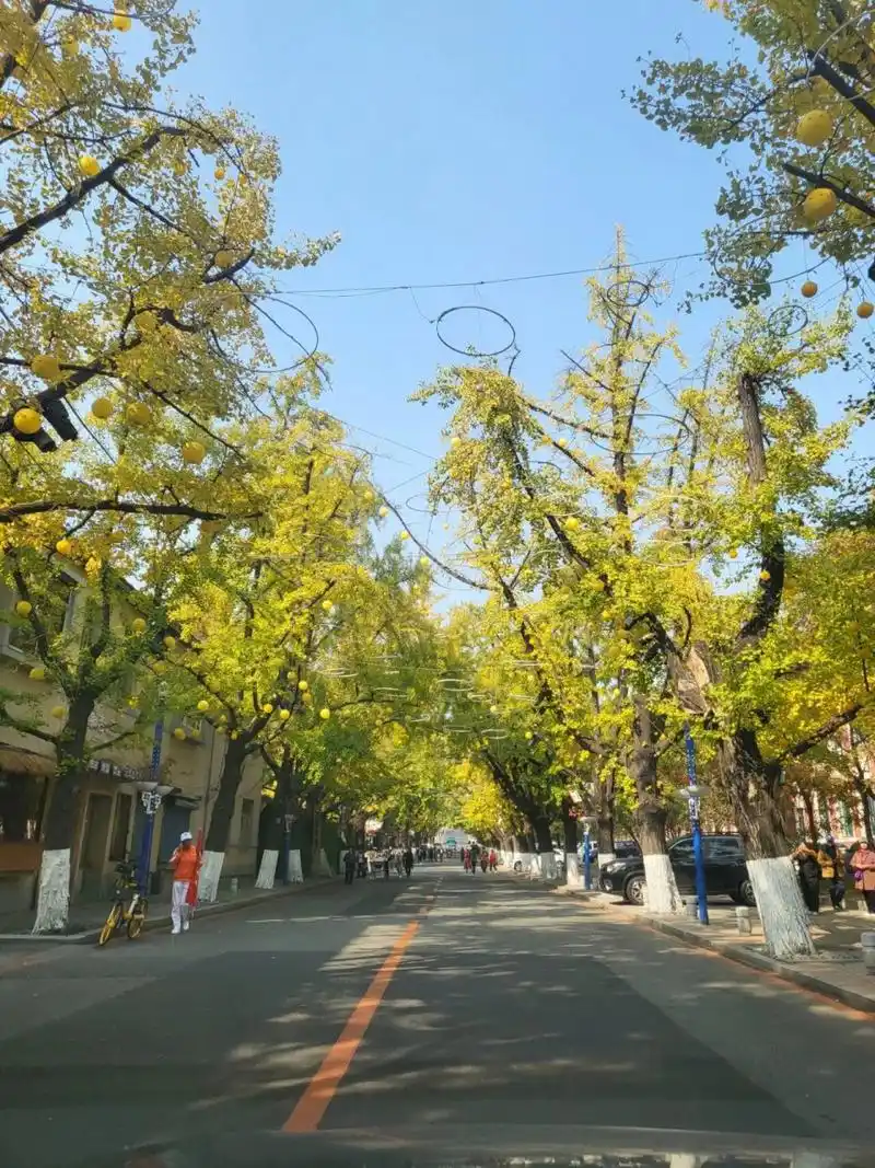 丹东银杏大道预报 世界上百年银杏大道共有6条 其中丹东就占有3条