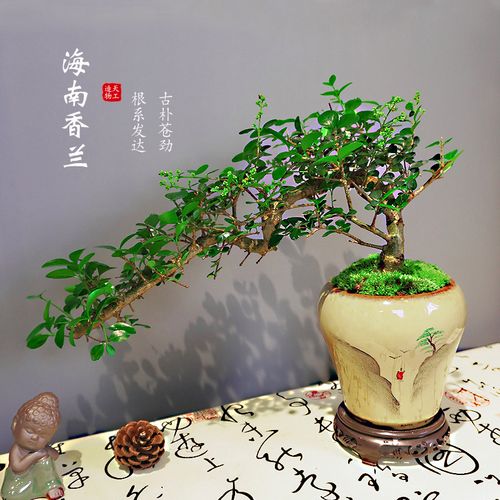 海南香兰树植物老桩造型盆景微观中小型盆栽中式复古绿植茶室摆件