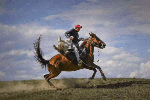 拥有11万匹骏马打造全产业链条昭苏将建全国马产业转型升级示范区