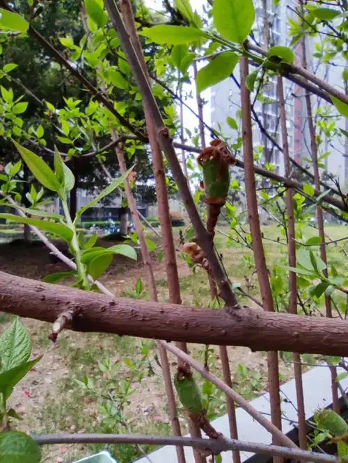 请专家指点腊梅结的这个需要及时去掉吗