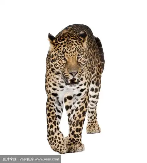 美洲豹,白色背景,垂直画幅,正面视角,野生猫科动物