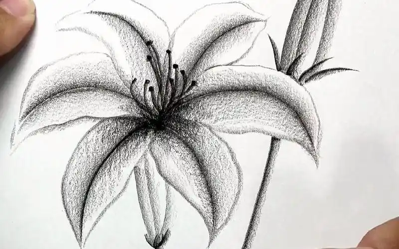 一支碳笔画花朵