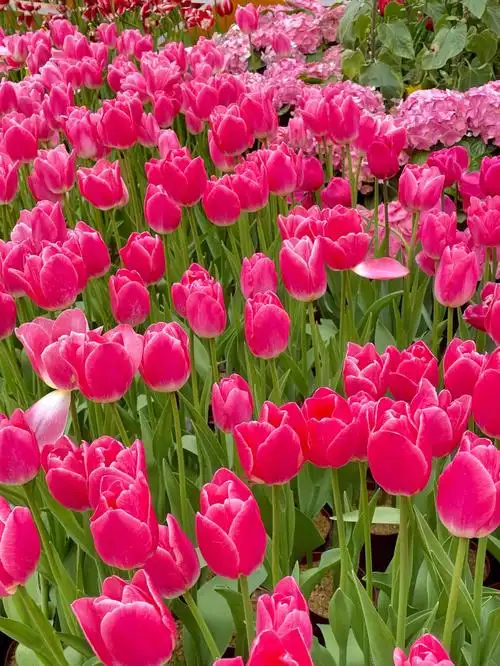 云台花园郁金香花展