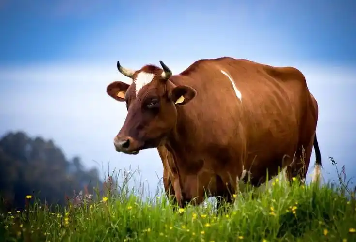 之二:《七律·咏丑牛》