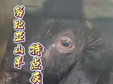 努比亚黑山羊种羊