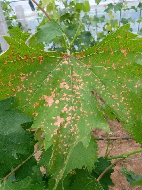 p>葡萄褐斑病又称葡萄斑点病,褐点病,叶斑病和角斑病等,是由葡萄假尾