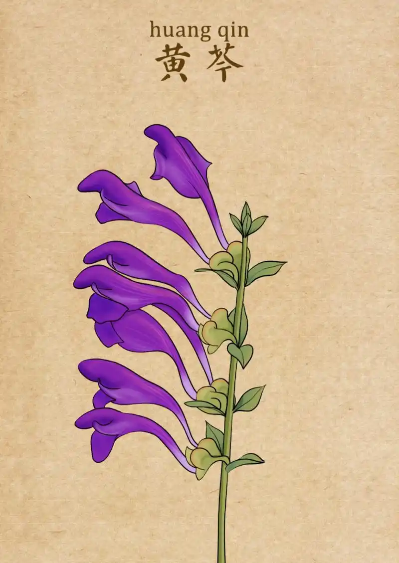 中草药系列作品 画师:画画的啊车 676767 #绘画欣赏