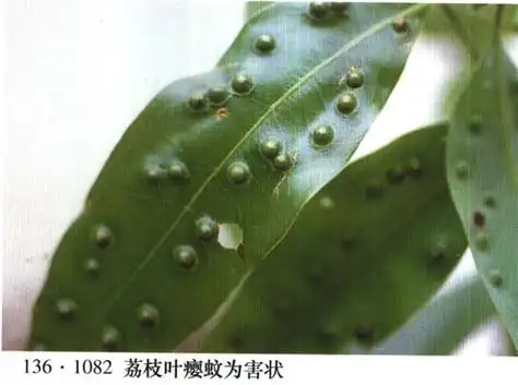 p>昆虫名,为双翅目,瘿蚊科.