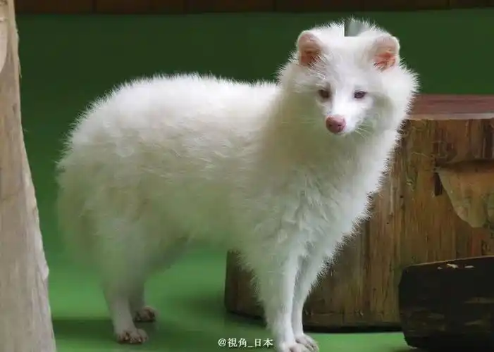 距离170公里的两只罕见白狸貉其实是亲戚不太安心的水坝景观