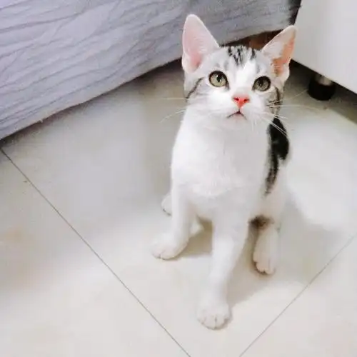 美短起司(高白)弟弟找主人