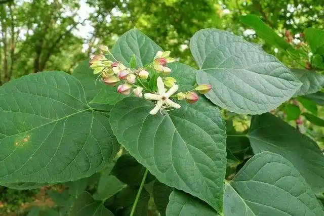 除燥,抗污染,吸毒气的功效,因此很多城市会将其选作为城市绿化的树种