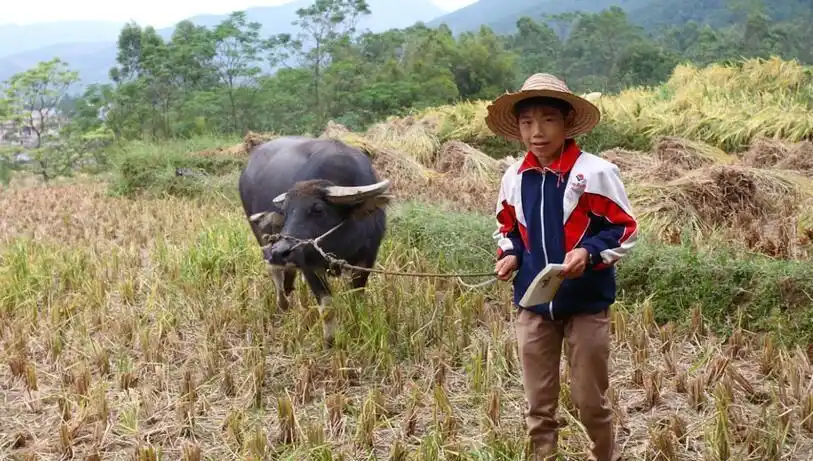农村孩子心酸的暑期生活, 想起了80,90后小时候的我们