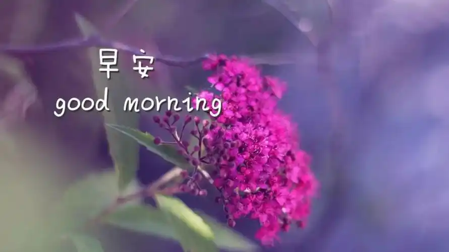 早安心语发朋友圈的心情说说语录,句句经典触动人心