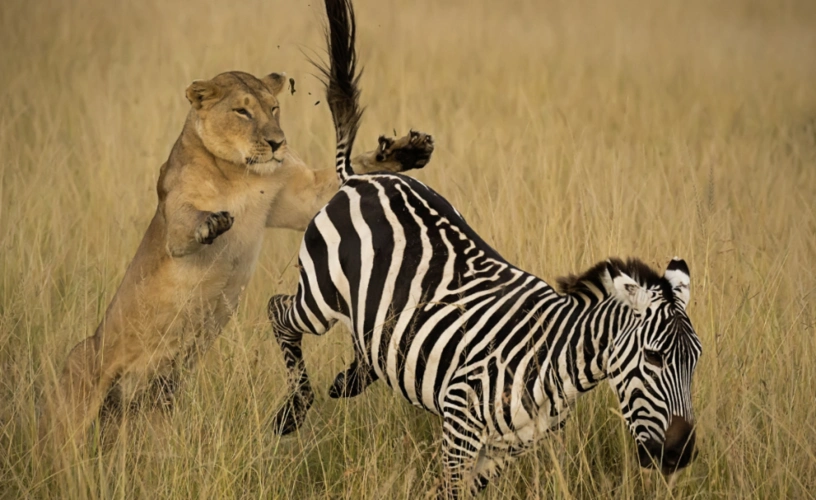 狮子围殴斑马,简单粗暴!