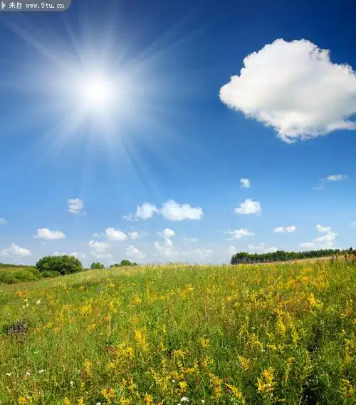 阳光 树林 向日葵 风车 城市 高层建筑