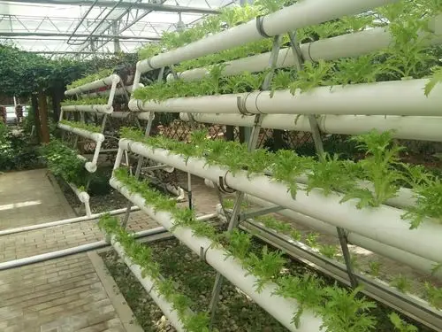 用pvc管搭营养液种菜,这个好像是荠菜吧,颜色看起来好健康
