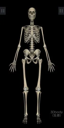 人体机器——《人体解剖学》记1