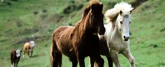 牛马等哺乳动物可通过什么来判断年龄