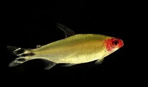 红鼻剪刀怎么样红鼻剪刀是什么鱼