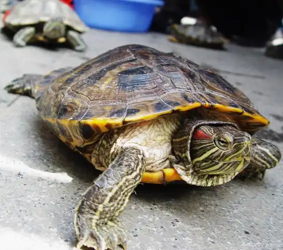 揭秘:哪种乌龟最好养,灵性十足成家中新宠!