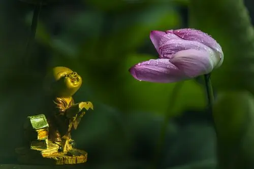 荷花——多重曝光习作