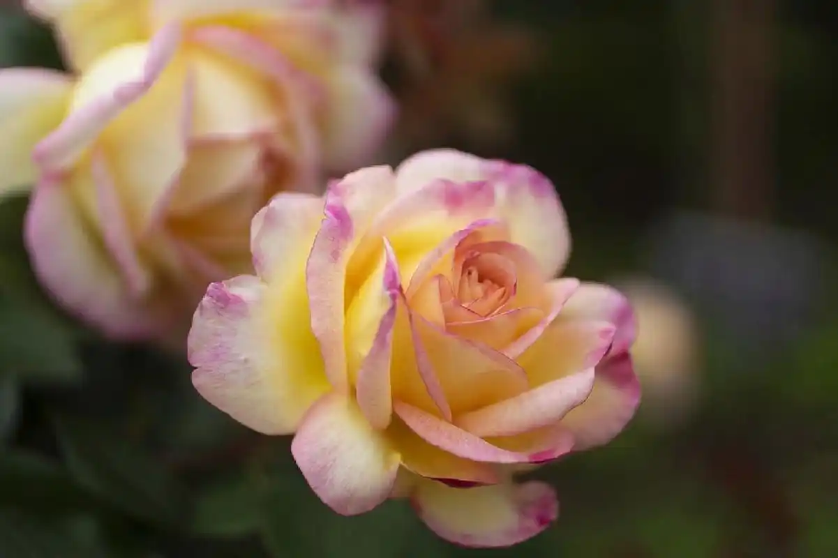 每天认识一种月季 蝴蝶夫人 mitsouko是一款比较老的月季品种,它是