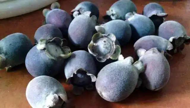 一定不陌生油甘子又名牛甘果,吃起来又苦又酸,过后甘凉地捻也叫乌妮子