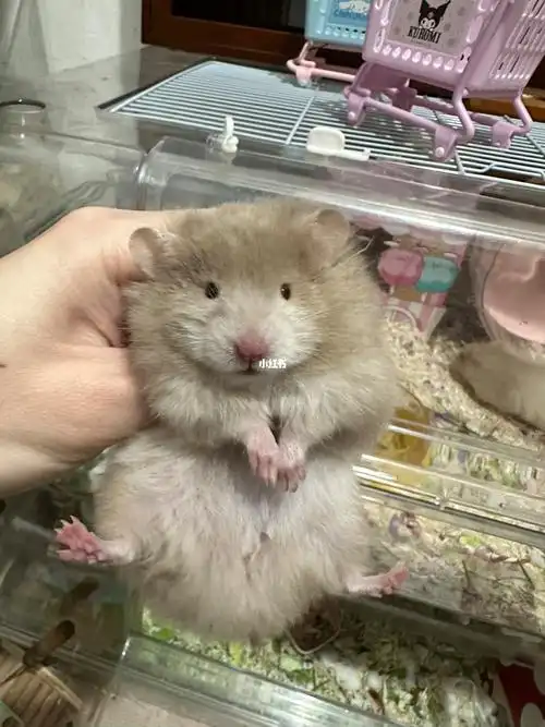 鸽灰波金丝熊dd找家长