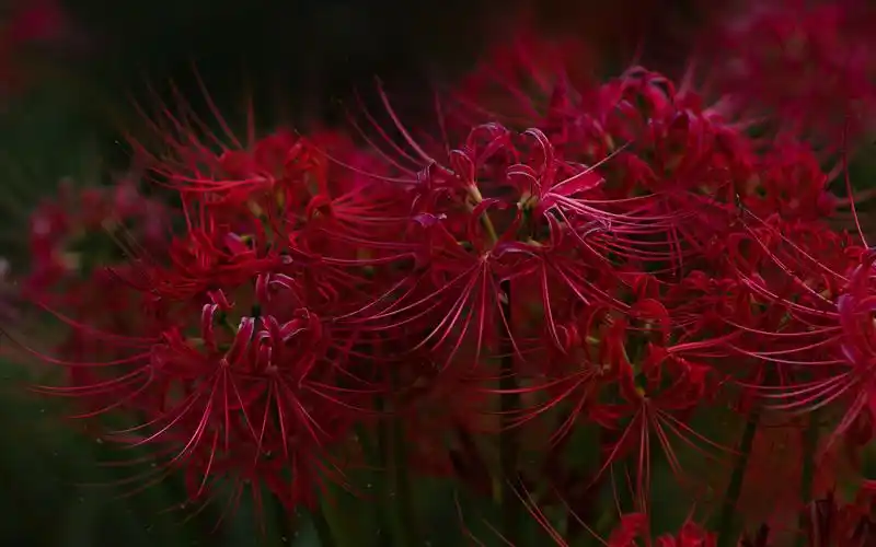 曼珠沙华图片(刺客567曼珠沙华图片)