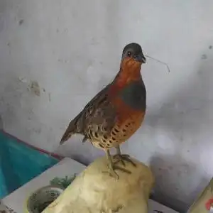 仿真竹鸡标本媒曝光模型教学演示道具摆件影视拍摄羽毛山鸡假鸟