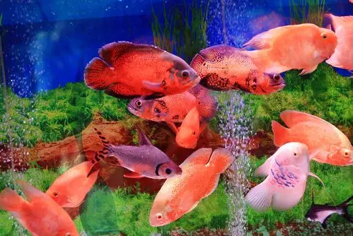 热带鱼观赏查看大图光圈:f3.