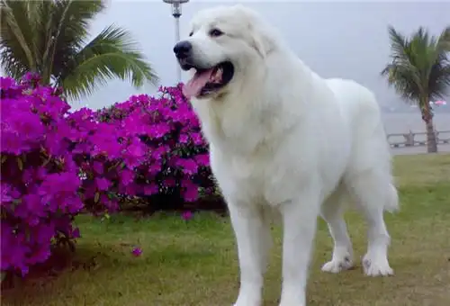大白熊犬怎么样?大白熊犬的性格介绍