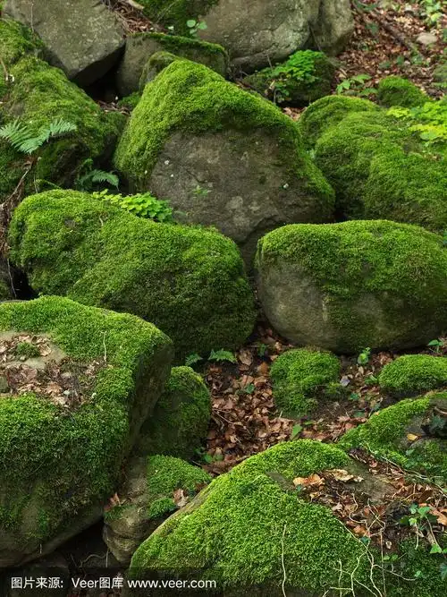 长满青苔的石头
