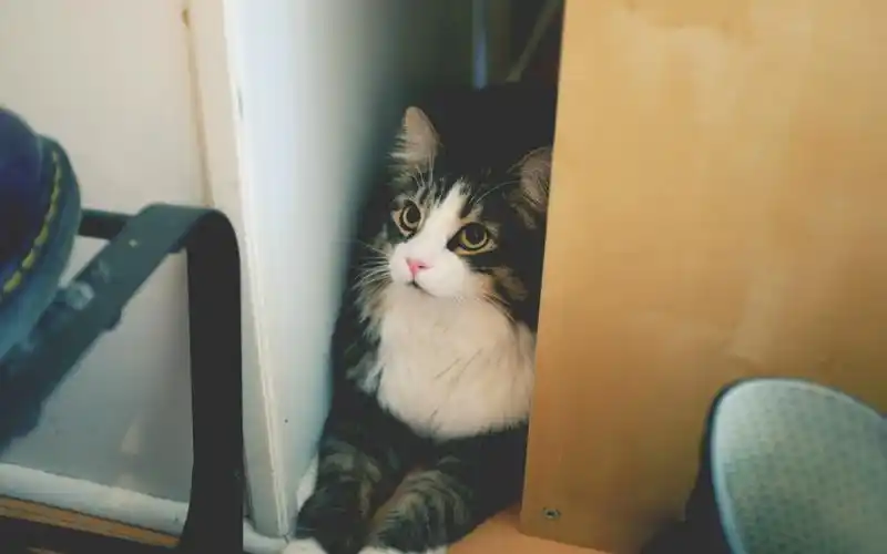 猫咪,喵星人,猫星人,躲猫猫,害羞,萌,可爱,agnes.e,萌宠猫咪壁纸图片