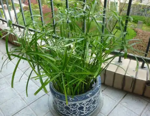 伞竹也叫伞草,风车草,因其叶子的形状如同张开的伞骨而得名.