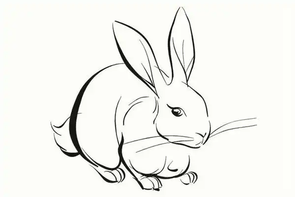 兔子简笔画怎么画步骤兔子简笔画图片大全