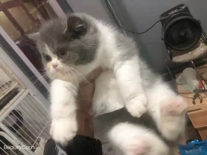 【肃宁宠物猫信息|肃宁宠物猫交易市场】-肃宁在线