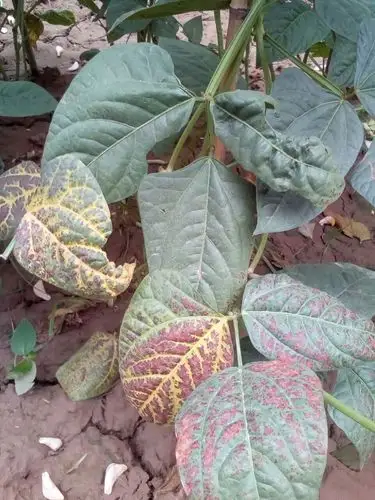 请问下师傅们这豆角叶子是什么病