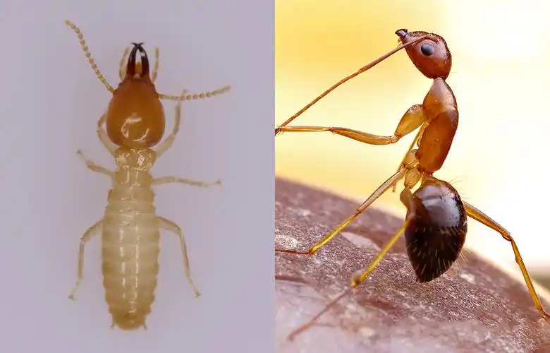 生活中见到的白色蚂蚁就一定是白蚁吗?